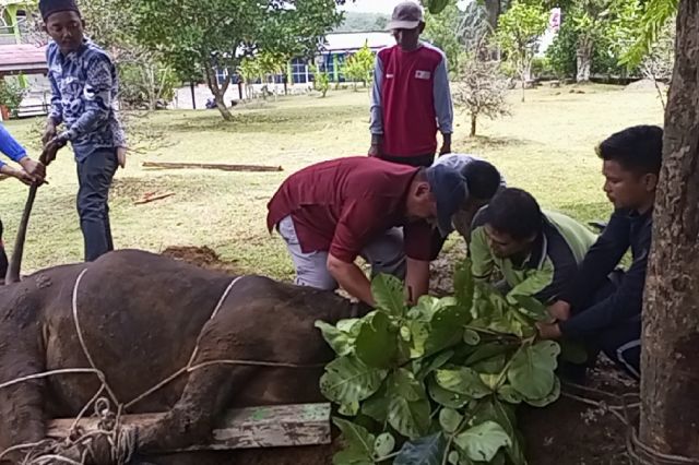 Diniyyah Al-Azhar Bungo Gelar Pemotongan Hewan Kurban Usai Sholat Idul Adha